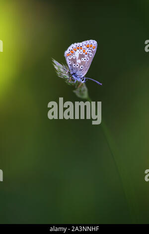 Tiny Northern Brown Argus Butterfly (Aricia agestis) resting on a Grass seed head at a Nature Reserve in County Durham, England, United Kingdom. Stock Photo