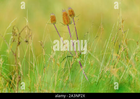 Three teasels and wild grass in English meadow.  Teasels have purple heads and stalks.  Concept: nature, peace and tranquility. Horizontal. Copyspace Stock Photo