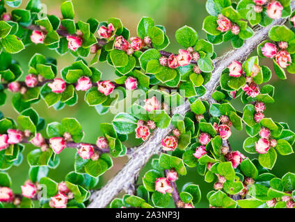 A macro shot of some tiny cotoneaster bush blooms. Stock Photo