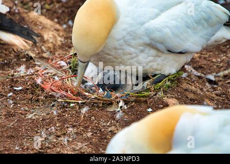 single  northern garnet on the red Rock with a young garnet in the nest - Heligoland island Stock Photo
