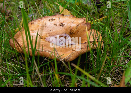 Water in the hat of a mushroom in grass on the forest floor Stock Photo