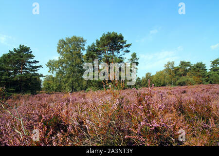 The heath in Fischbek/Lüneburg is blooming purple Stock Photo