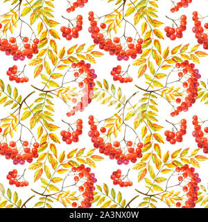 Set of Rowan leaves and bunches of berries on white backgruhd. Autumn theme in watercolor illustration. Pattern and texture. Raster illustration Stock Photo