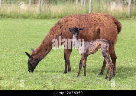Mother and newborn baby llama, cria, in a field, on a farm, Ewyas Harold, Herefordshire, England, United Kingdom Stock Photo