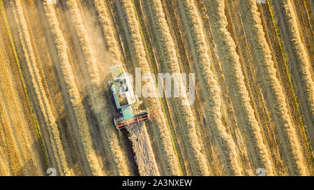 aerial drone view of combine harvester in Northumberland wheat fields Stock Photo