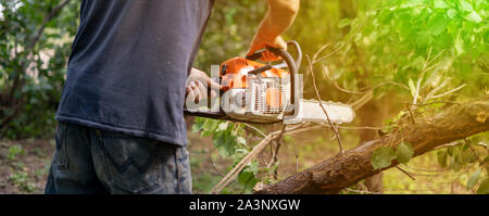 lumberjack with a chainsaw cutting wood trees in action s Stock Photo
