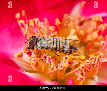 Hoverfly (drone or flower fly) exploring a pink rose head in Central England garden. Stock Photo