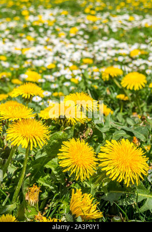 Dandelion and daisies in spring Stock Photo