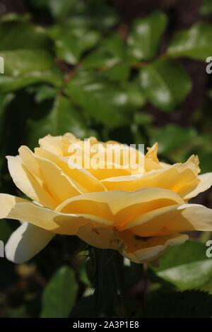 Perfect summer yellow rose blossom blooming in the garden. Stock Photo