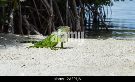 Wild iguana on a beach in Key Largo (Florida, USA). Beautiful green reptile on white sand near the sea. Stunning wildlife Stock Photo