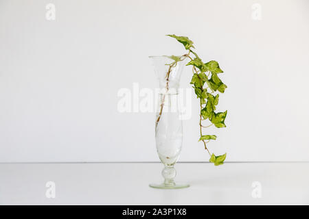 english Ivy in a glass vase, white background, minimalist Stock Photo