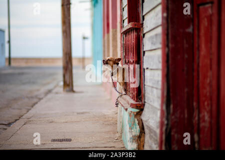 A dog barks in Gibara, a municipality in eastern Cuba. Stock Photo