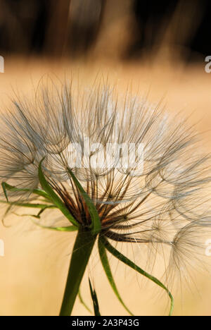 A beautiful white dandelion ready to spread its seeds, on a warm sand color background Stock Photo