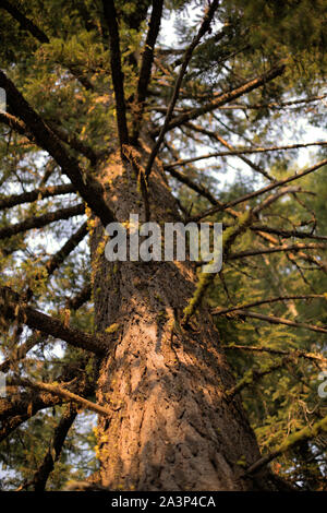 The vertical trunk of an old Douglas-fir coniferous tree, in the forest of Oregon, with old man's beard lichen growing on its branches Stock Photo