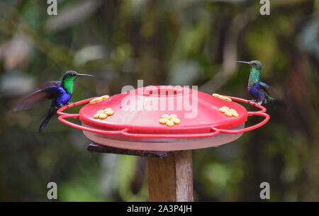 The Amazing Colors Of Fork Tailed Woodnymph Hummingbirds