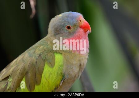 Portrait of a princess parakeet (polytelis alexandrae) Stock Photo