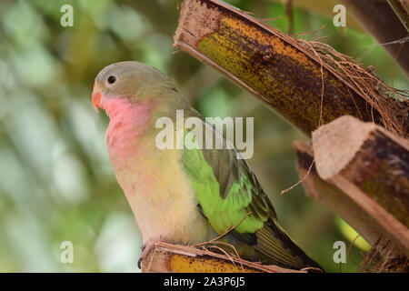 Portrait of a princess parakeet (polytelis alexandrae) perching in a tree Stock Photo