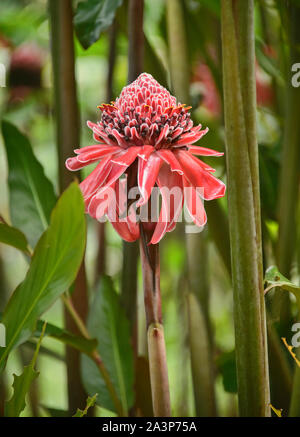 Beautiful red torch ginger (Etlingera elatior) flower, Podocarpus National Park, Zamora, Ecuador Stock Photo