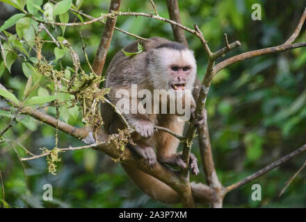 White-fronted capuchin monkey (Cebus albifrons), Copalinga, Podocarpus National Park, Zamora, Ecuador Stock Photo