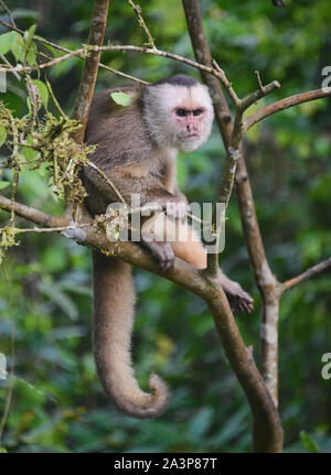 White-fronted capuchin monkey (Cebus albifrons), Copalinga, Podocarpus National Park, Zamora, Ecuador Stock Photo