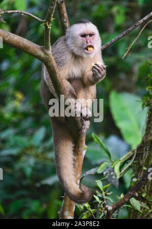 White-fronted capuchin monkey (Cebus albifrons), Copalinga, Podocarpus National Park, Zamora, Ecuador Stock Photo