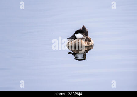Sleeping Ruddy Duck floats peacefully across pond wate with reflected image on surface. Stock Photo