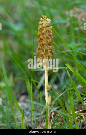 Bird's Nest Orchid (Neottia nidus-avis) flowers Stock Photo