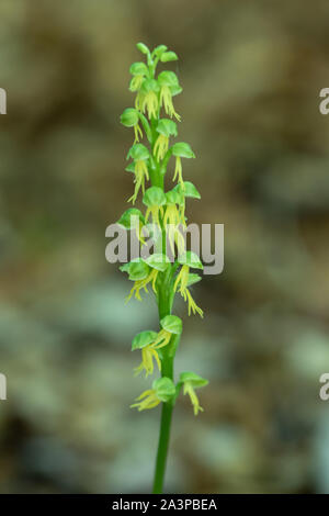 Man Orchid (Orchis anthropophora) flower Stock Photo