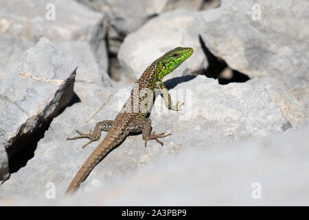 West Iberian Rock Lizard (Iberolacerta monticola) Stock Photo