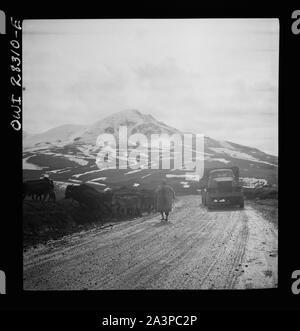 Somewhere in the Persian corridor. A United States Army truck convoy carrying supplies for the aid of Russia. An Iranian native moving his livestock from the mountain road as a United States truck passes Stock Photo