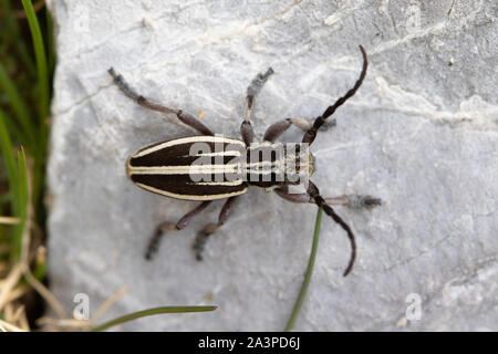 Dorcadion fuliginator - a flightless longhorn beetle of the Cerambycidae family