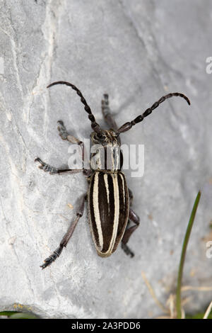 Dorcadion fuliginator - a flightless longhorn beetle of the Cerambycidae family