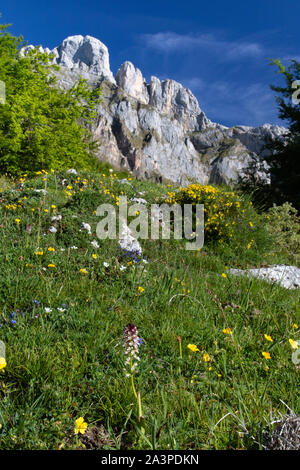 Burnt-tipped Orchid (Neotinea ustulata) in an alpine meadow with the limestone cliffs of Fuente De in the background Stock Photo