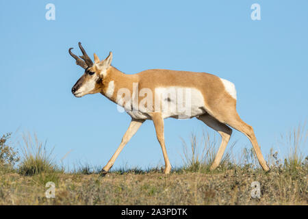 A large pronghorn deer grazes on the prairie land at the National Elk and Bison Range in Montana. Stock Photo