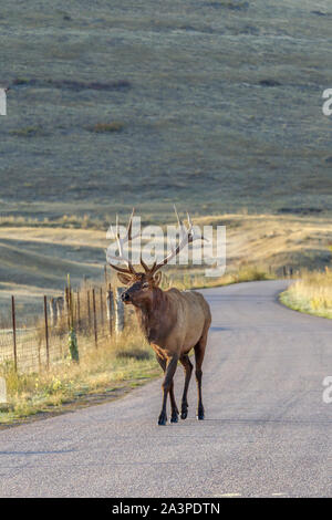 A bull elk walks along the road at the National Elk and Bison range in Montana. Stock Photo