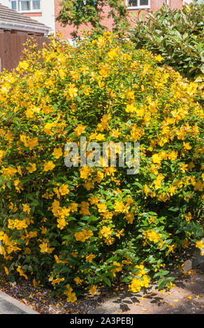 Hypericum Hidcote in full flower in summer  A perennial that is evergreen to semi evergreen bushy shrub that is fully hardy Stock Photo