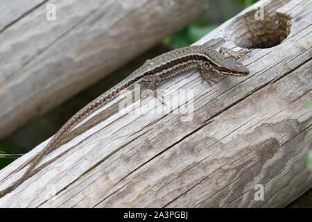 Common Wall Lizard (Podarcis muralis) Stock Photo