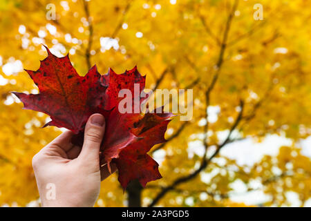 Red fallen leaves in the hand against yellow maple leaves on a tree branch. Autumn nature concept. Stock Photo