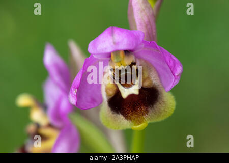 Sawfly Orchid (Ophrys tenthredinifera) flower Stock Photo