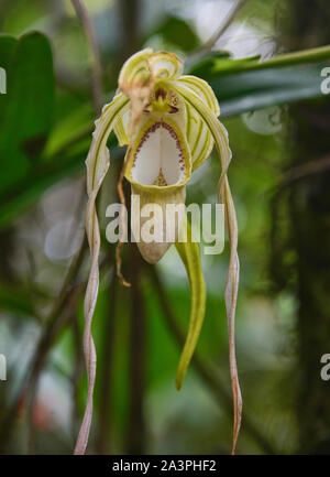 Rare Phragmipedium warszewiczianum orchids, Copalinga, Podocarpus National Park, Zamora, Ecuador Stock Photo