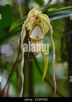 Rare Phragmipedium warszewiczianum orchids, Copalinga, Podocarpus National Park, Zamora, Ecuador Stock Photo