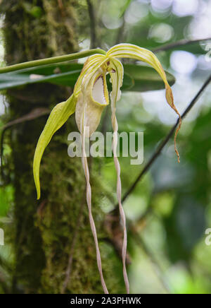 Rare Phragmipedium warszewiczianum orchids, Copalinga, Podocarpus National Park, Zamora, Ecuador Stock Photo