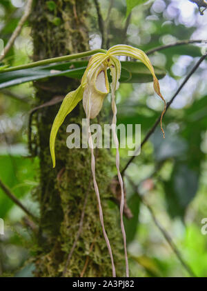 Rare Phragmipedium warszewiczianum orchids, Copalinga, Podocarpus National Park, Zamora, Ecuador Stock Photo