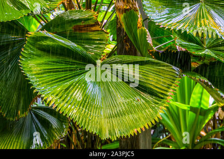 chinese fan palm plant during rainy weather, beautiful tropical nature background Stock Photo