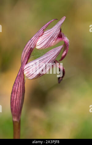Small-flowered Tongue-orchid (Serapias parviflora) flower Stock Photo
