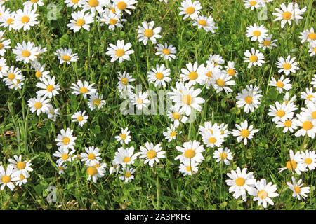 a lot of daisies on a sunny day Stock Photo