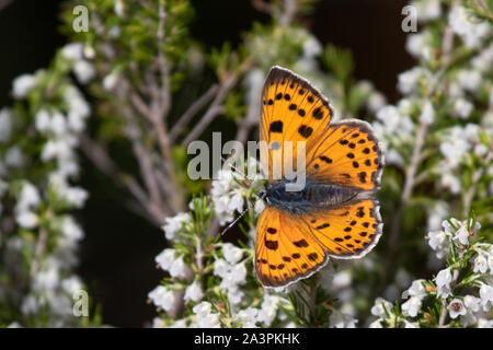 female Purple-shot Copper (Lycaena alciphron) feeding on Tree Heather / Briar Root (Erica arborea) Stock Photo