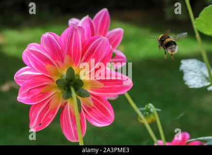 UK bumblebee flying towards pink-coloured dahlia in domestic garden. Stock Photo