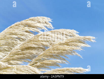 Close up of White Pampas Grass against a blue sky at the beach in Northern California on a moderately windy day. Stock Photo