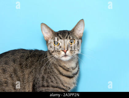 A common tabby cat looking straight into the camera lens Stock Photo ...